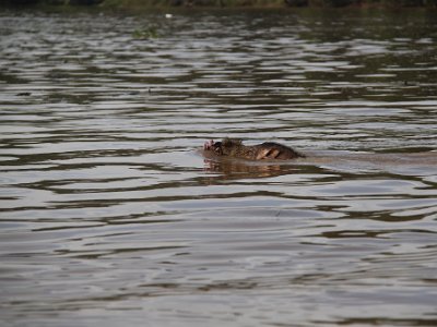 Wild boar